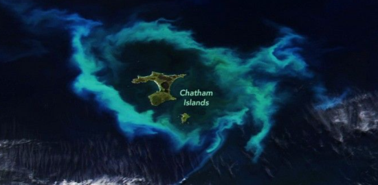 Fitoplankton artışı Chatham Adaları’nı odağa taşıdı.