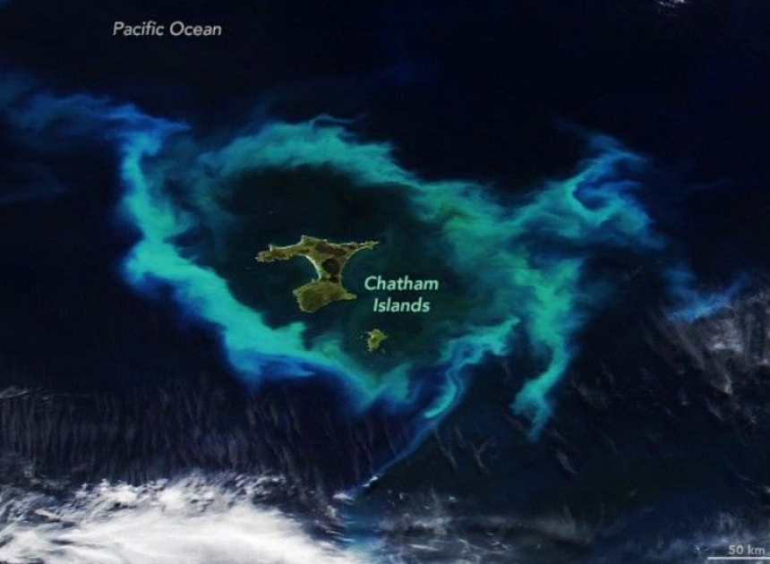 Fitoplankton artışı Chatham Adaları’nı odağa taşıdı.
