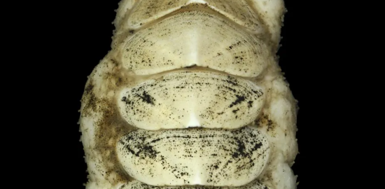 Okyanusun dibinden gelen sürpriz herkesi şaşırttı!