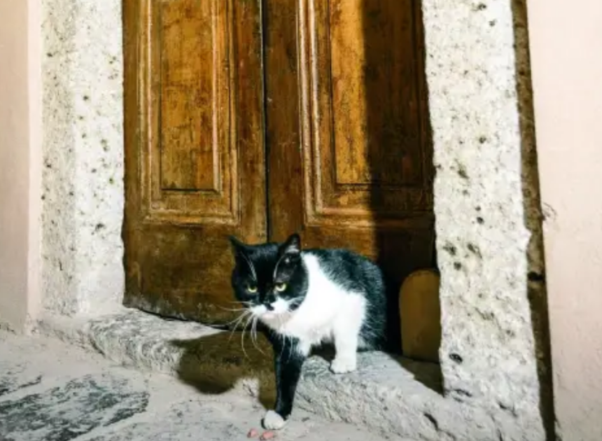 Topkapı Sarayı’nda yüzyıllık kedi kapısı yeniden açıldı