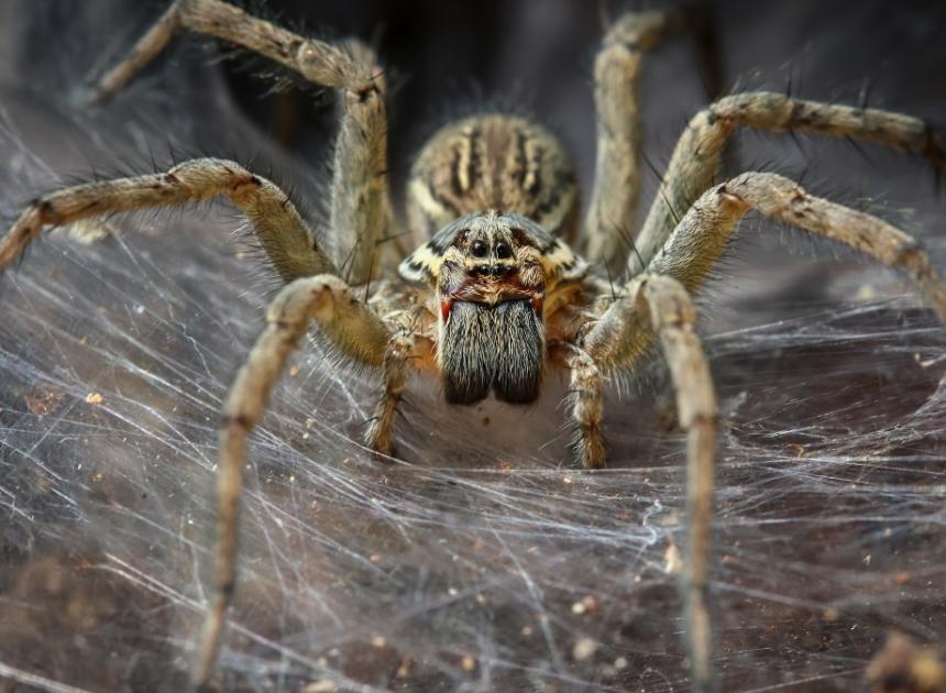 100.000 örümceğin yaşadığı dev ağ bilim dünyasını hayrete düşürdü!