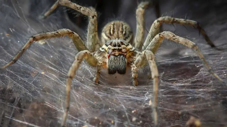 Bilim dünyası şaşkın: Dev örümcek ağı keşfedildi