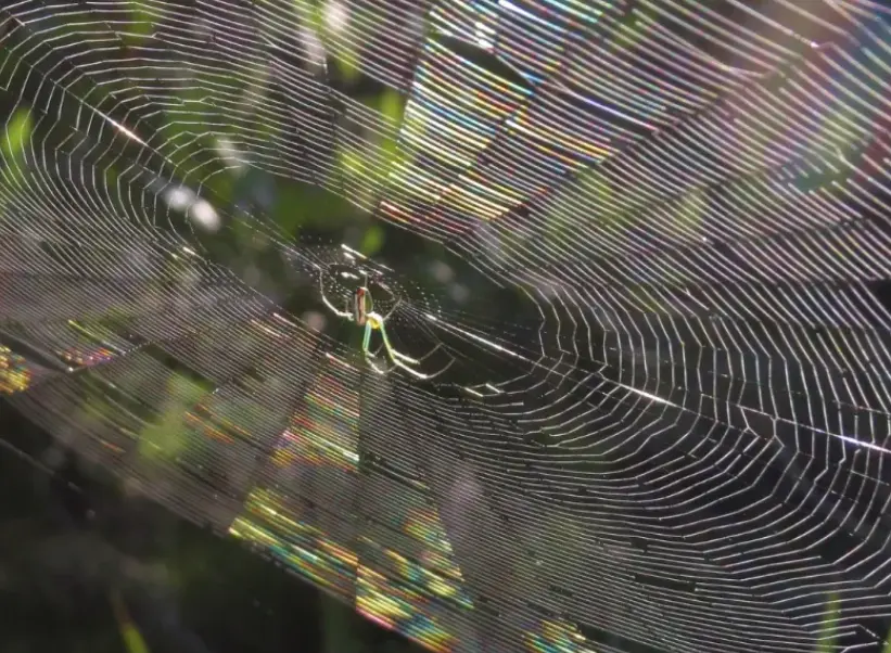 Yürüyüş sırasında örümcek ağlarına neden sık denk gelinir?