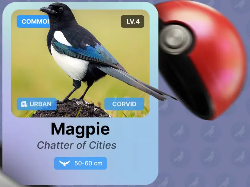 Pokémon tarzı kuş gözlem uygulaması!