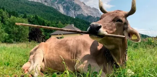 İneklerde beklenmeyen keşif: İlk kez alet kullandı