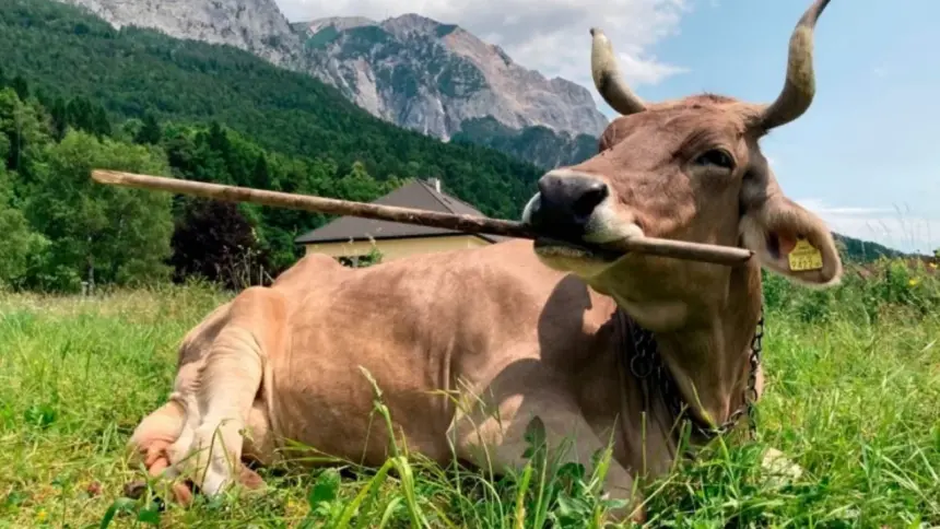 İneklerde beklenmeyen keşif: İlk kez alet kullandı